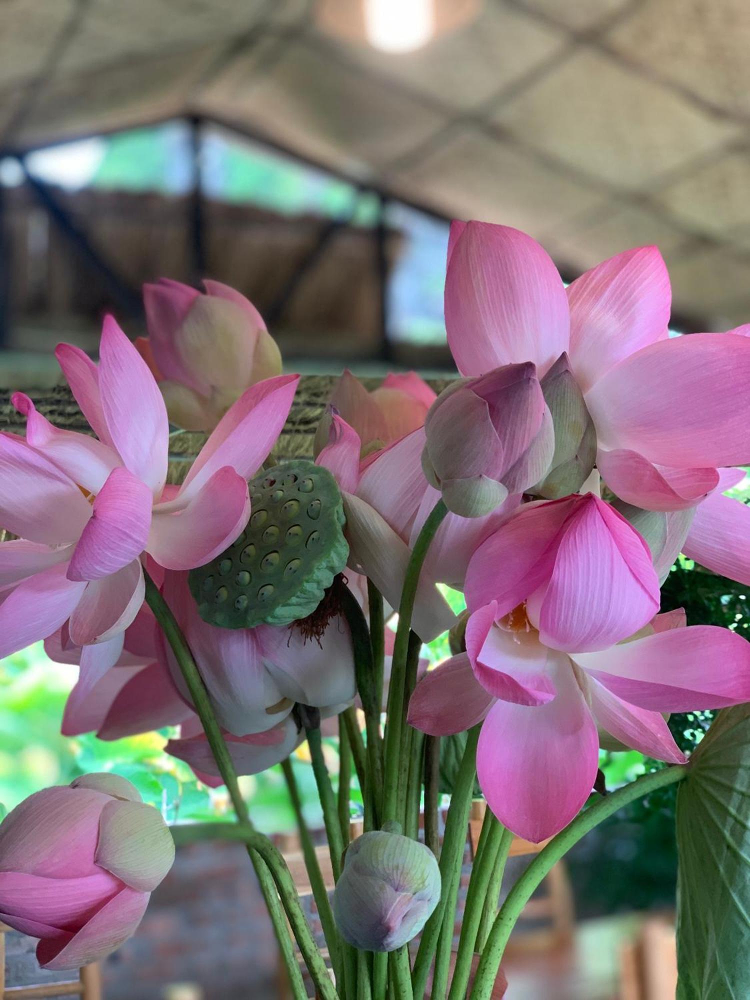 Peaceful Refuge Homestay Ninh Binh Buitenkant foto